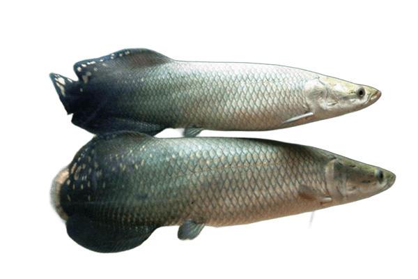 Peces amazónicos